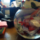 The fishbowl